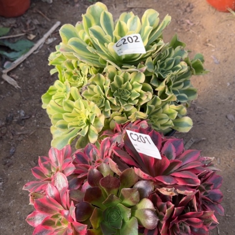 多肉植物绿豆莎女妖