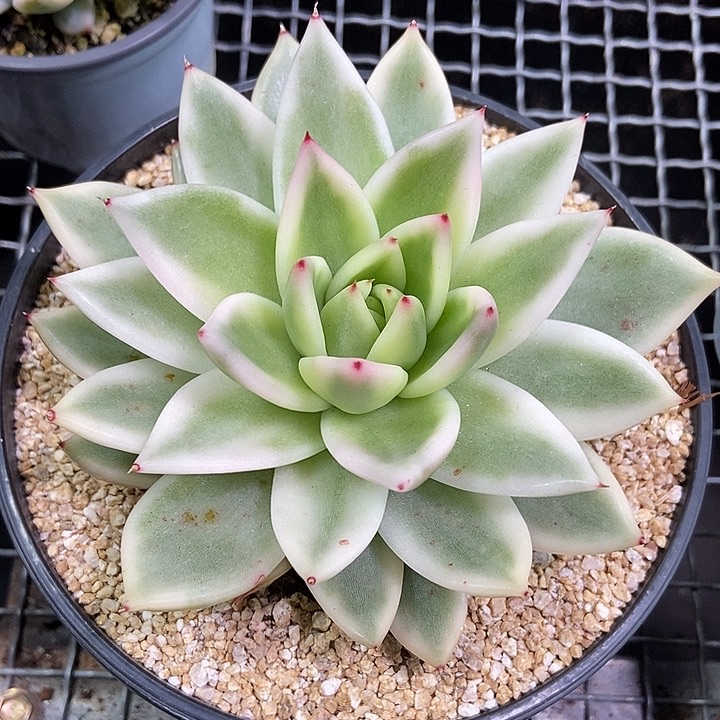 乌木锦多肉植物的