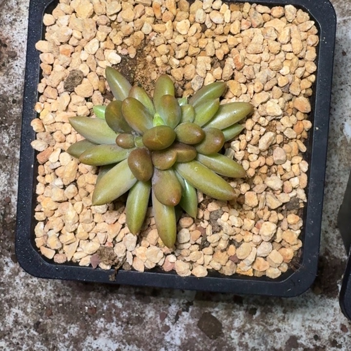 朵唯菲 血斑 群生 一物一拍