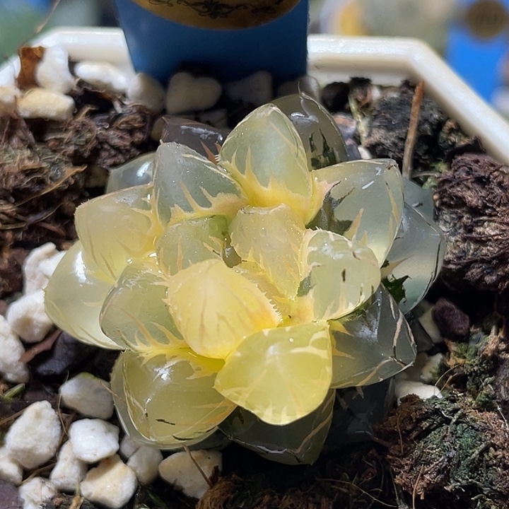 626水中月锦特选福利