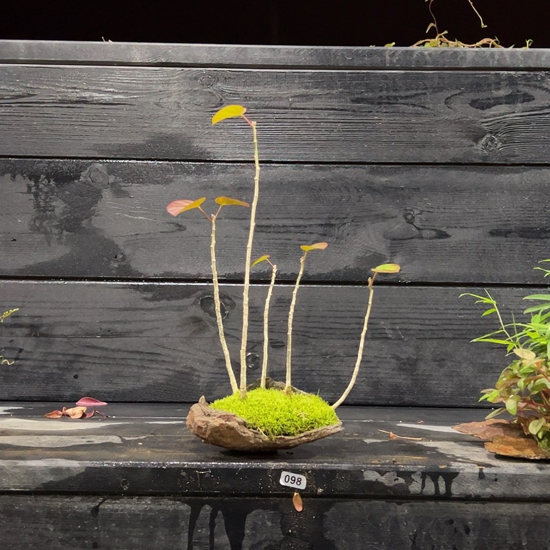 无花朵日本山野草