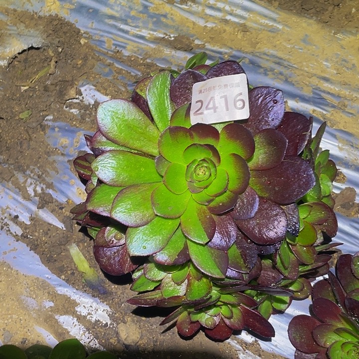 2416黑骑士多肉植物