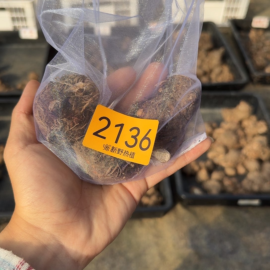 完全开放2136胡椒，芭蕾，热辣裸球不售后