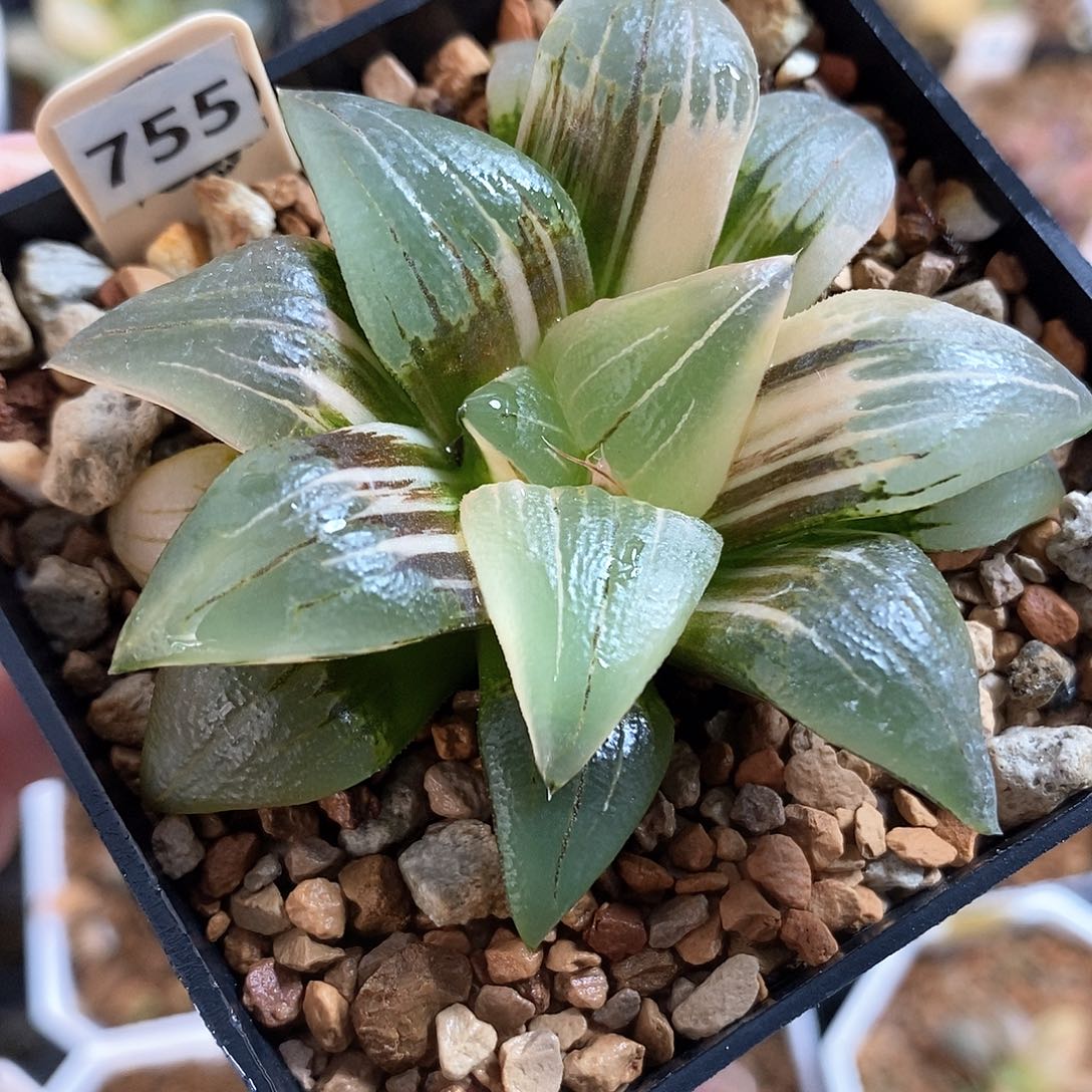 755号红纹寿锦一物一拍的