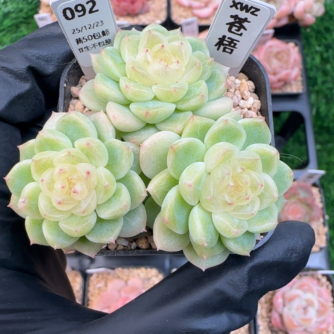 092   苍梧  5厘米盆