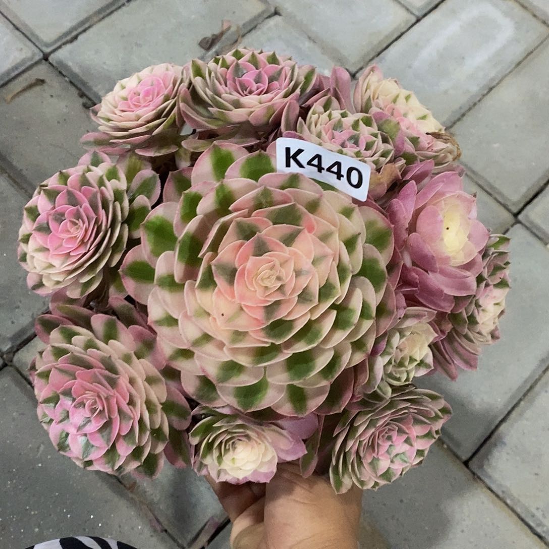 440倾城冠21.2左右55555555不大颗