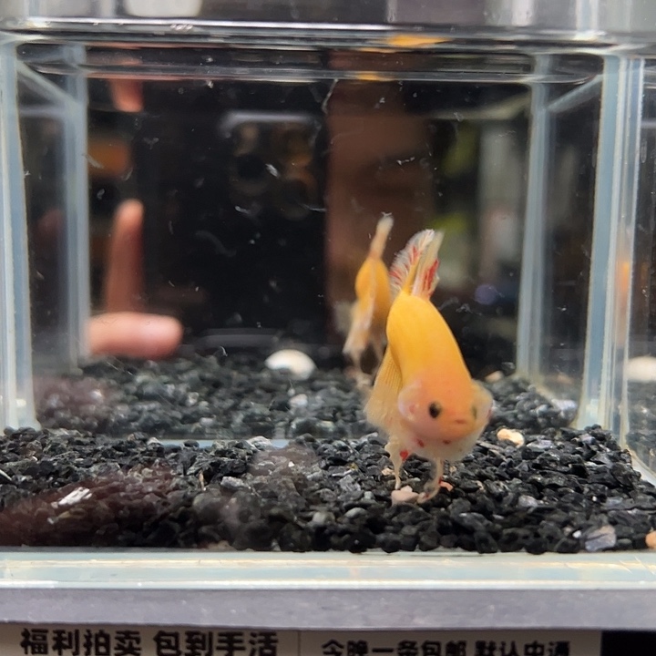 斗鱼跑单拉黑10日76