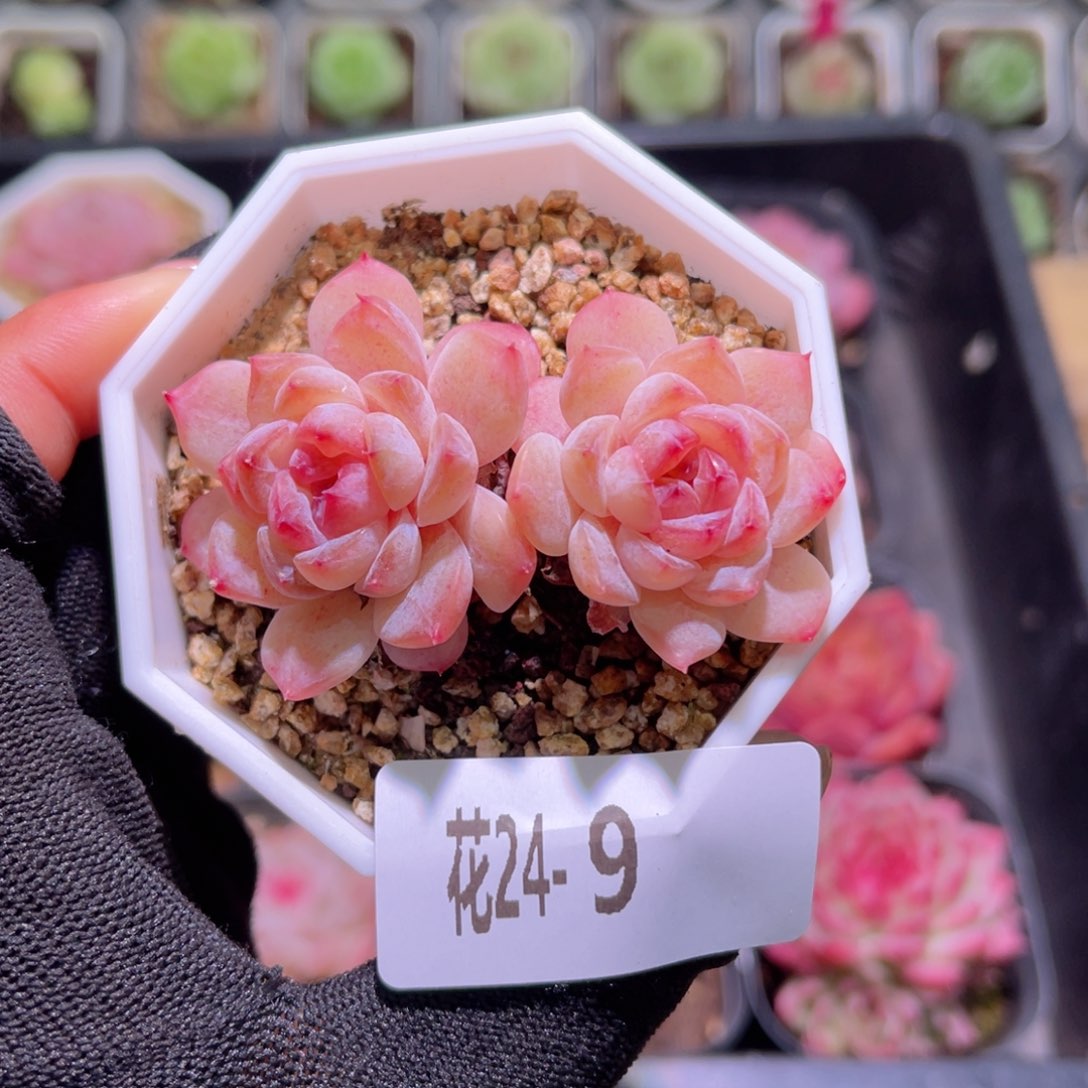 花24-09果汁双头