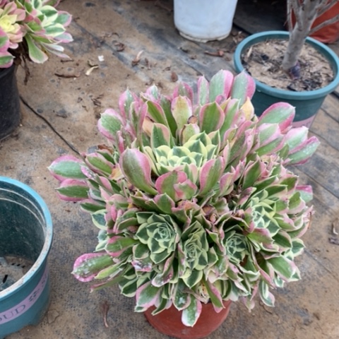 白凤多肉植物009