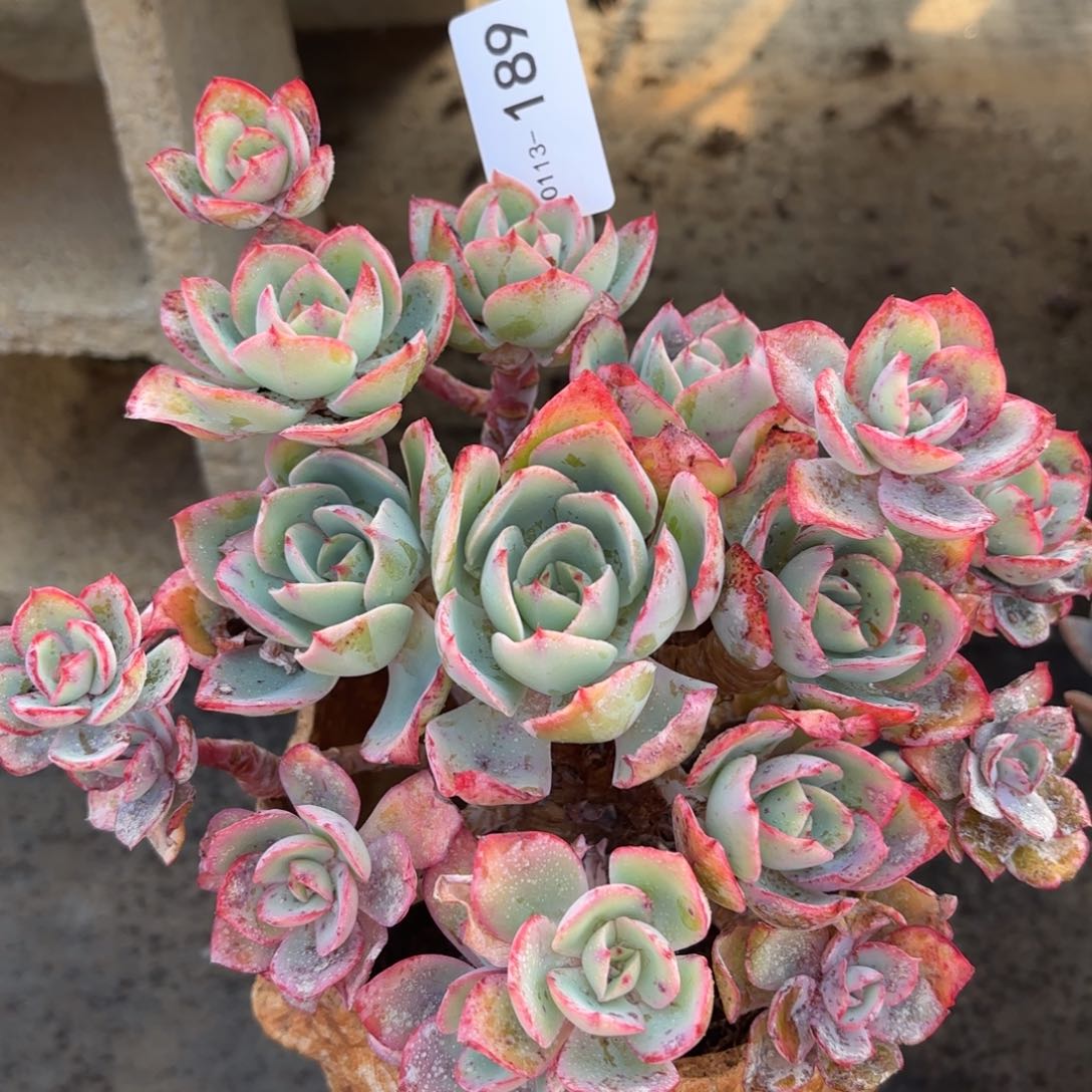 同温层多肉霓虹灯189