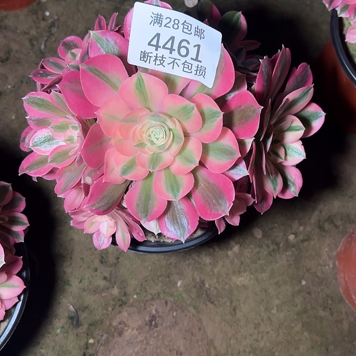 4461红女巫多肉植物