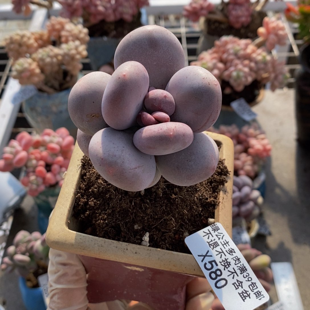 大叶奶酪580/5c m