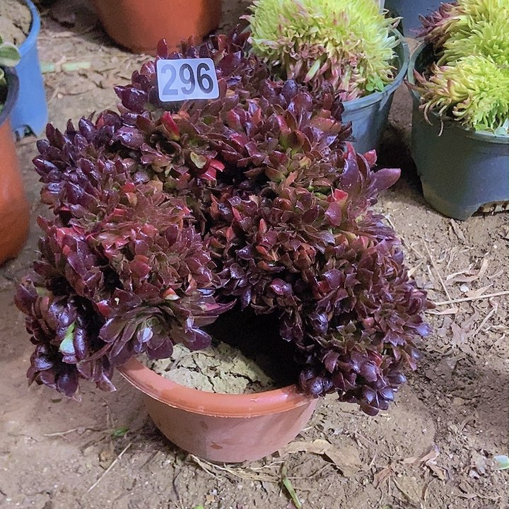 296纳加女王缀化老板子