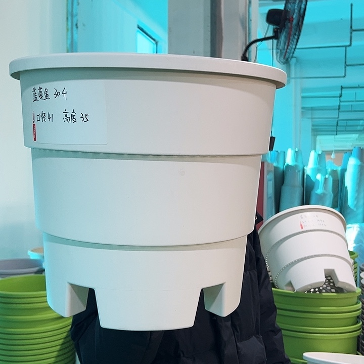 正品蓝莓口41高35白色无托3只