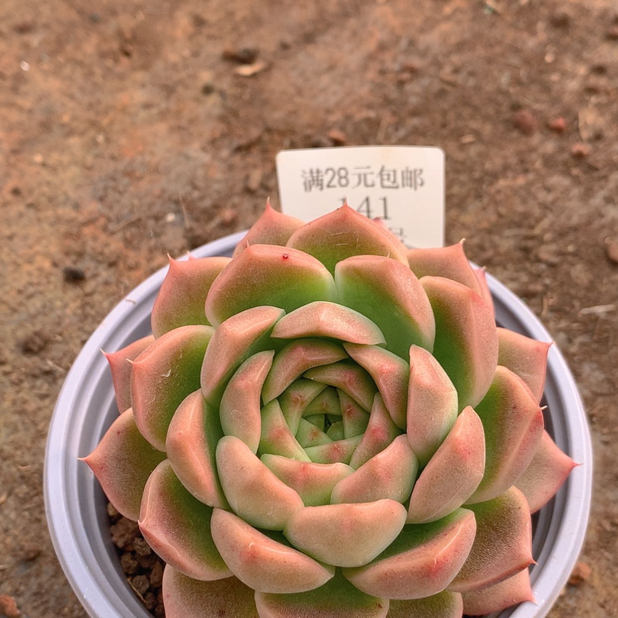 【闪购商品】云141号