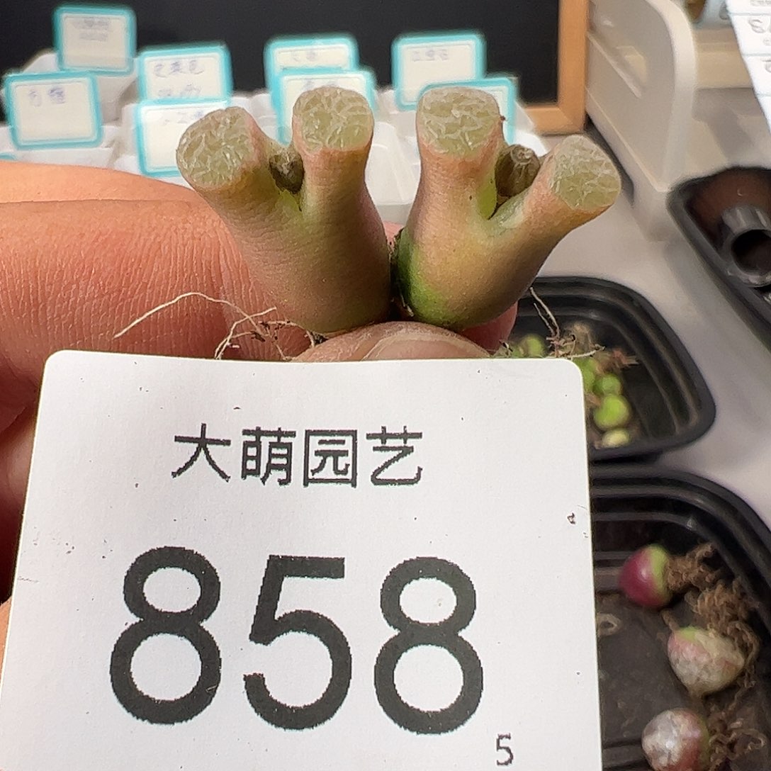 0000858母本双头banke 一物一拍……