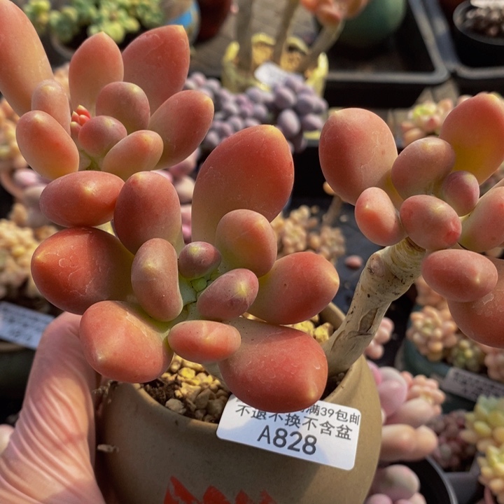 金蝉老桩828多肉植物