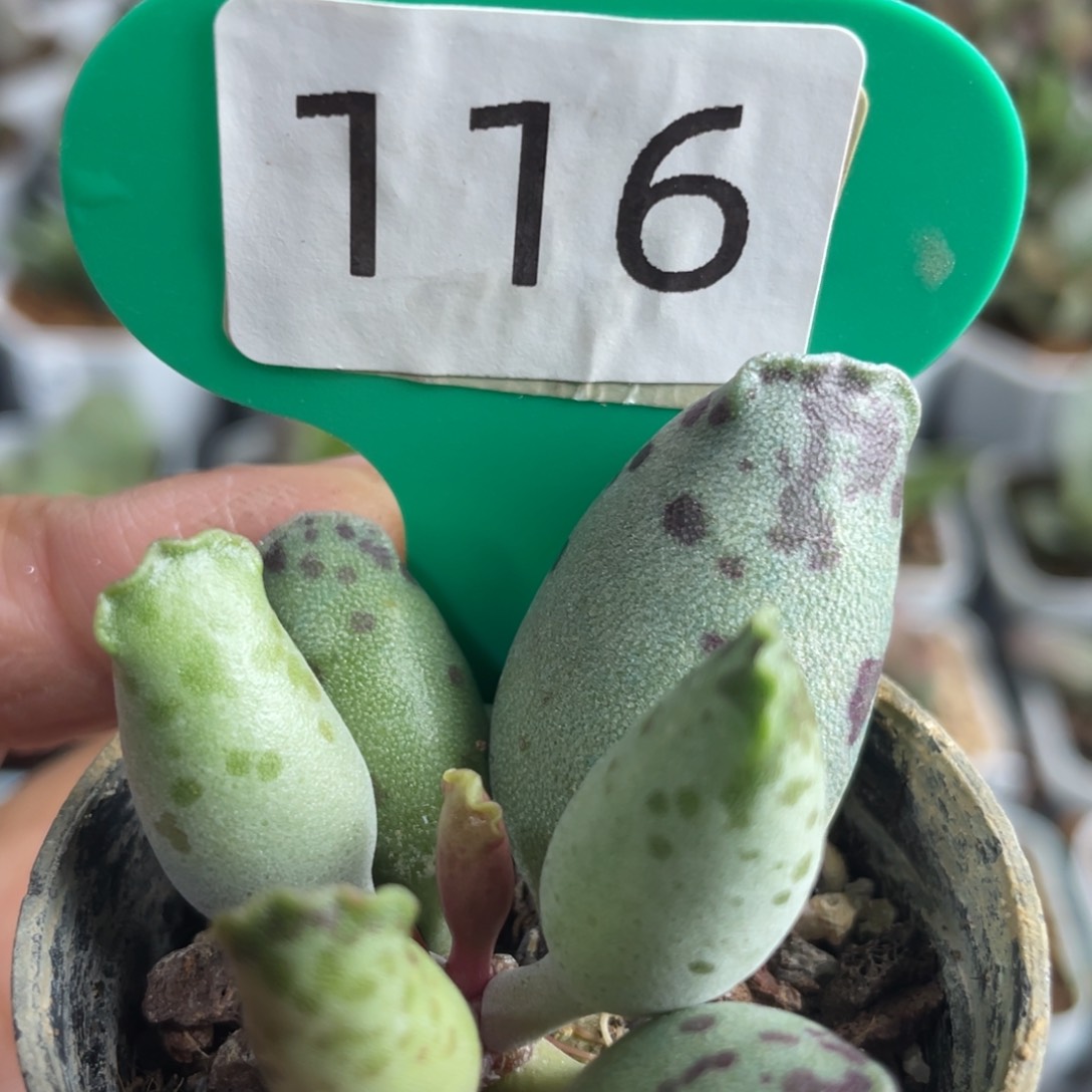 116。