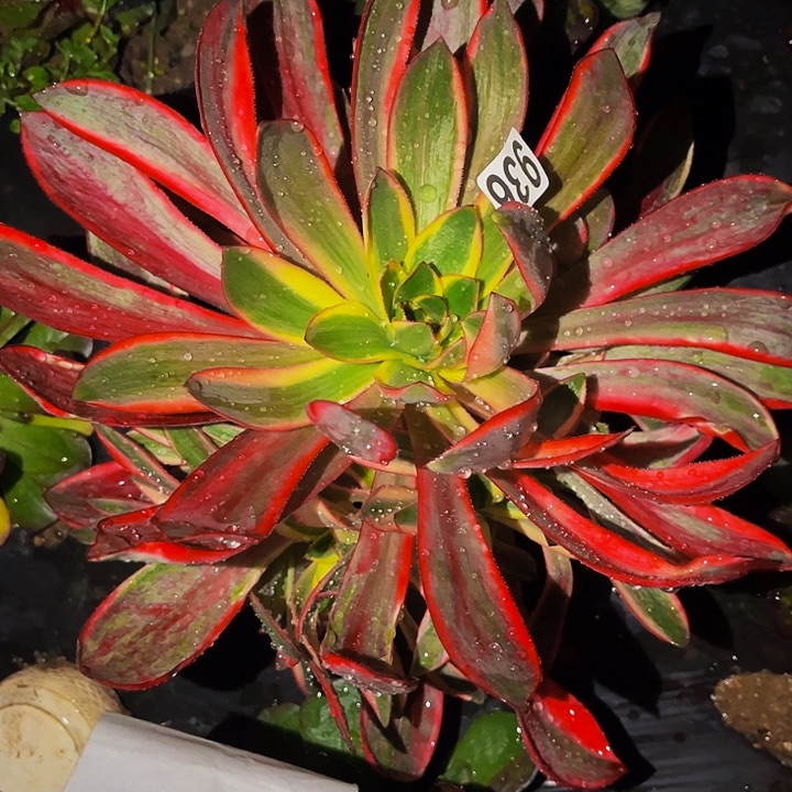 936红魔女多肉植物处理不售后