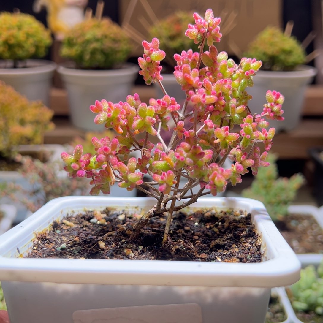 479花斑露一物一拍包开箱