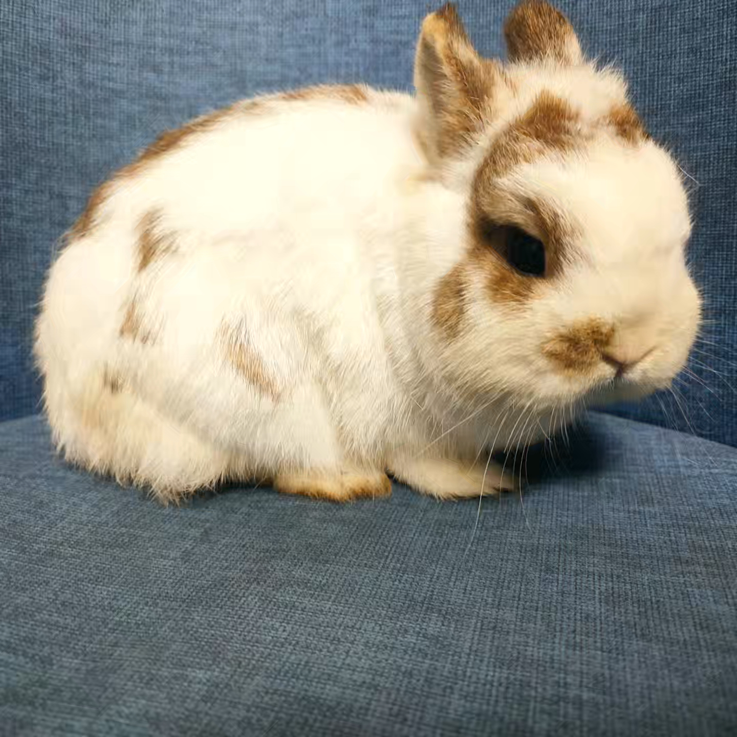 兔宠物兔活体兔子