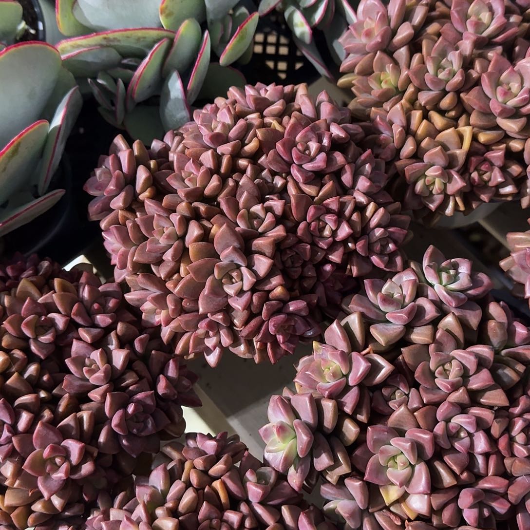 姬胧月多肉植物警惕哦