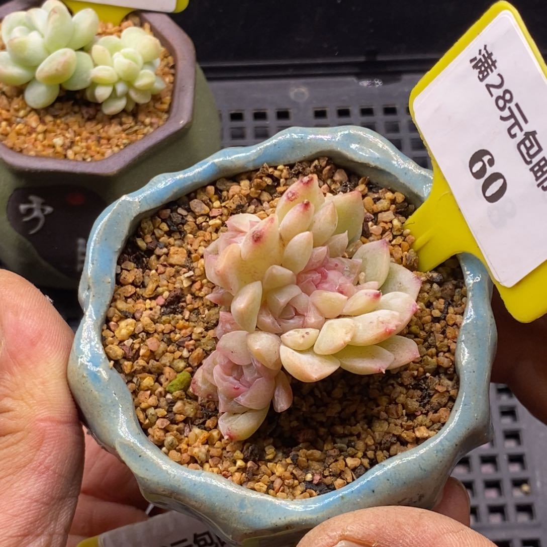 560泡影缀多肉植物