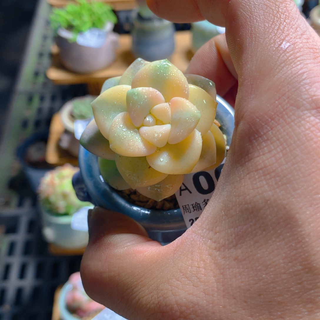 精控多肉植物美杏锦单头量拍