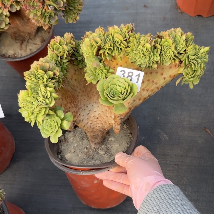 多肉植物绿羊绒缀381