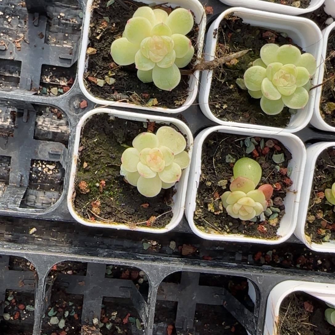 织画盆一个9床满25包邮