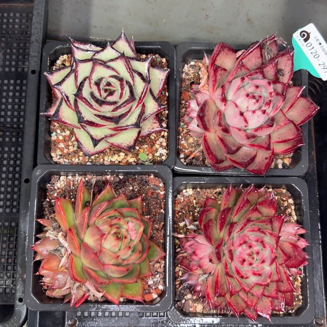 多肉一物一拍0120-297