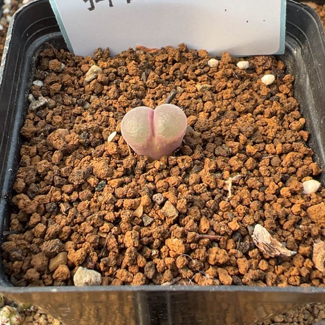 25-188肉锥多肉植物