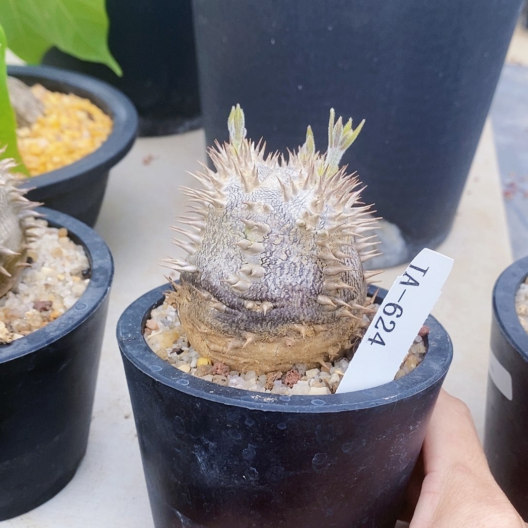 小象牙宫 多肉 块根