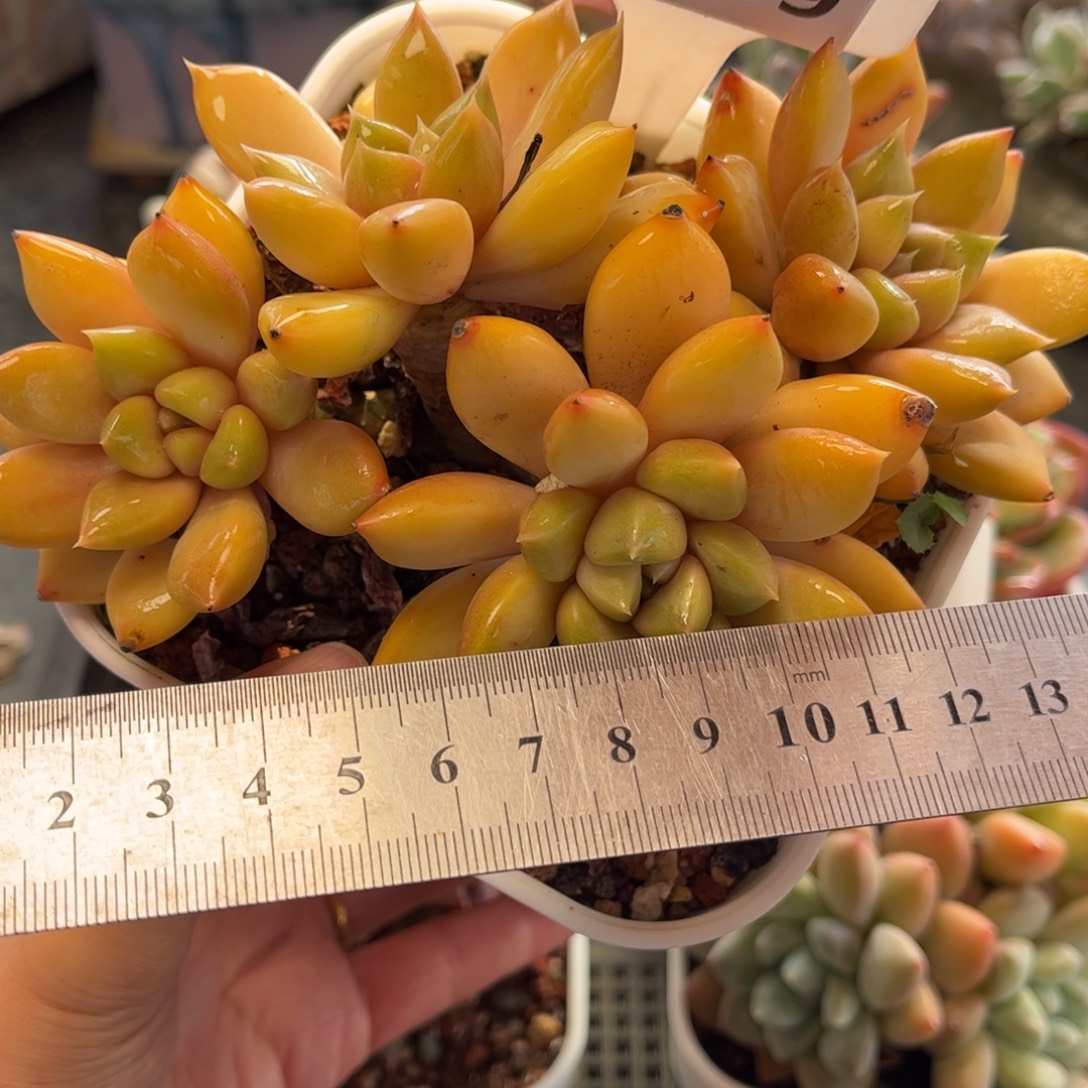 梅***裤2839 满30包邮，天冷地区必拍保温箱