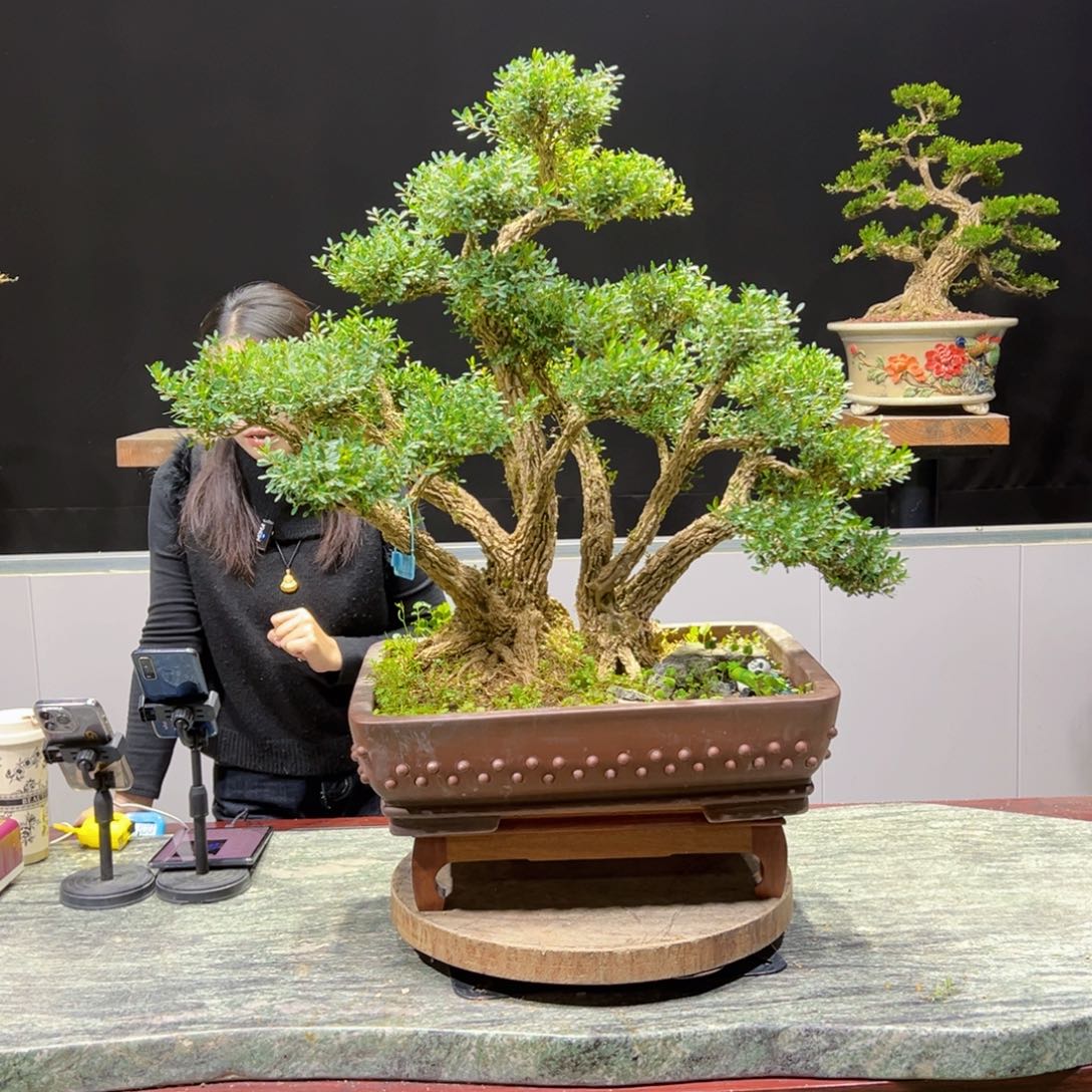 黄杨盆景老桩四季长青