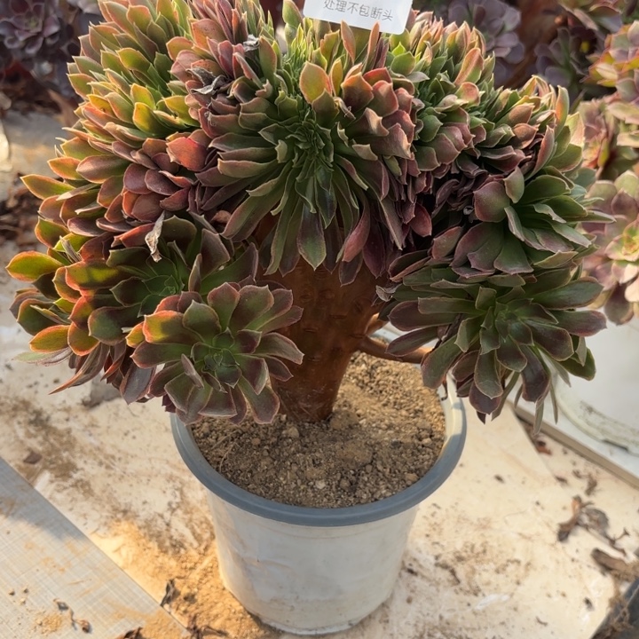 娜迦女王坠多肉处理不包断头2201