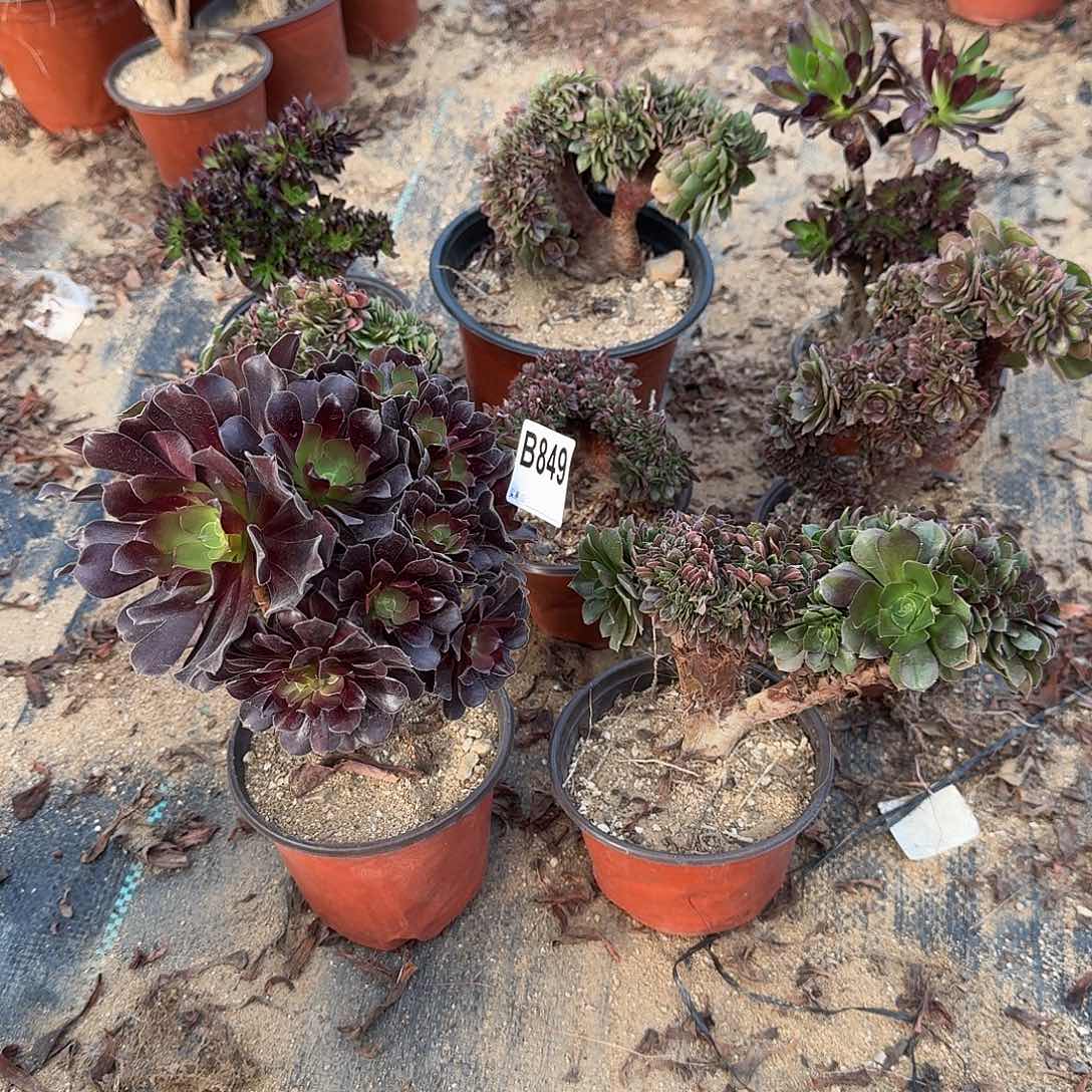 849欧紫妹法师玫瑰万缀微瑕共8颗