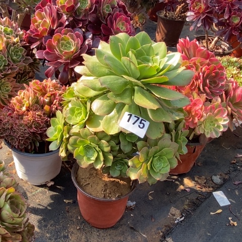 大叶绿玫瑰多肉植物法师不包损