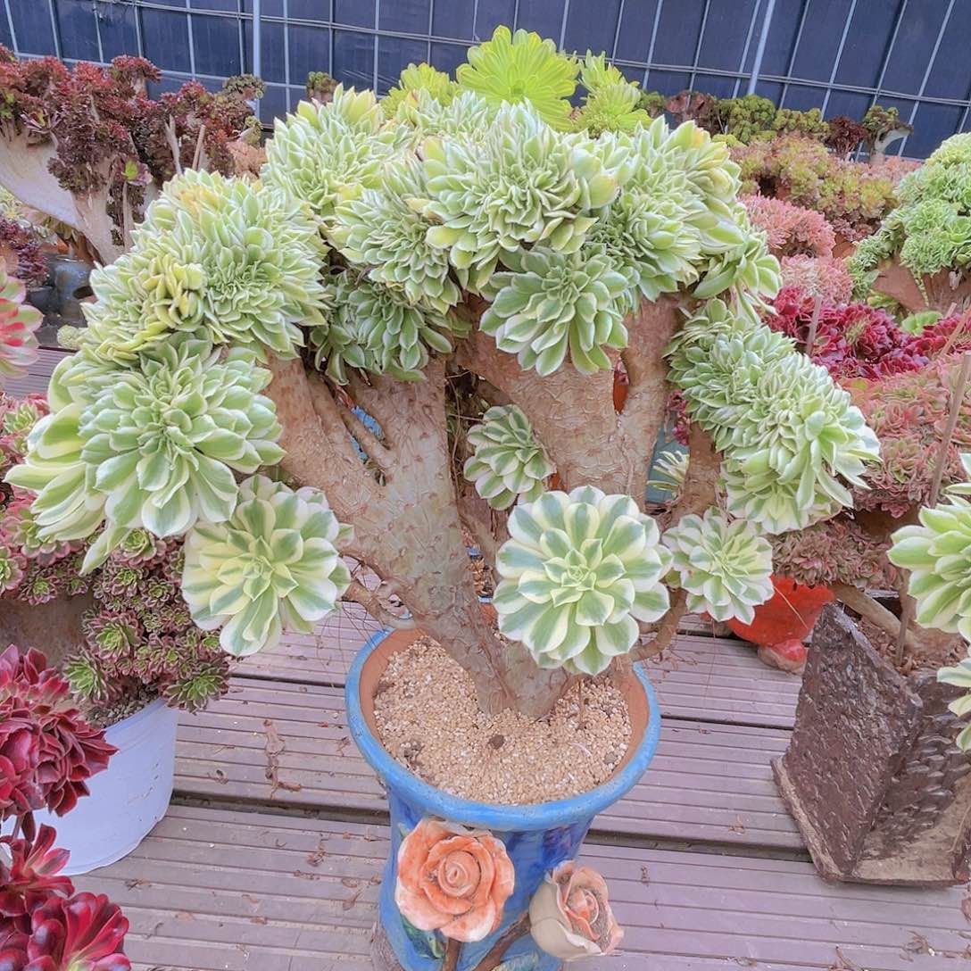 【闪购商品】无花朵迈巴赫