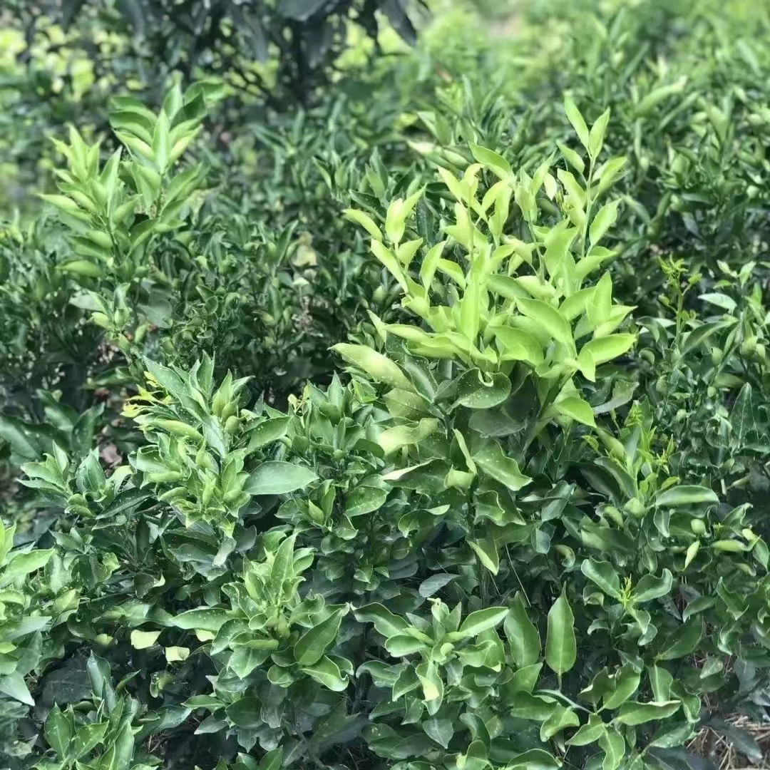俪元植保柑橘幼树控花套装控花促生长减少出花量生根壮杆促芽