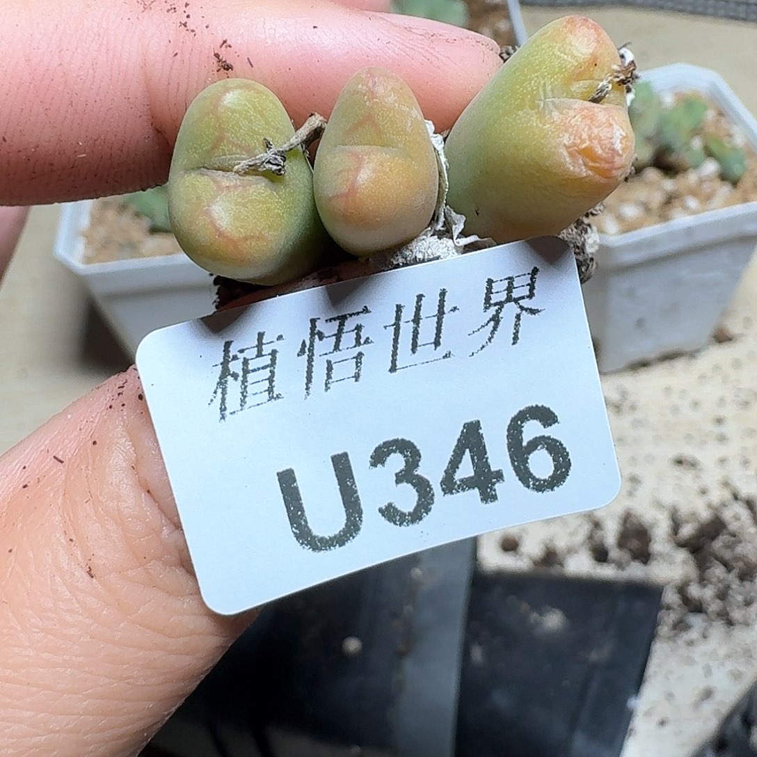 346盒多肉植物哇f g