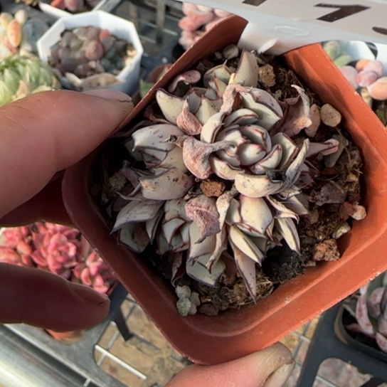 113简斯诺娃一物一拍多肉