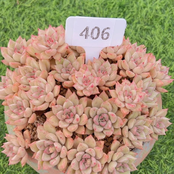 健健康康平平安安