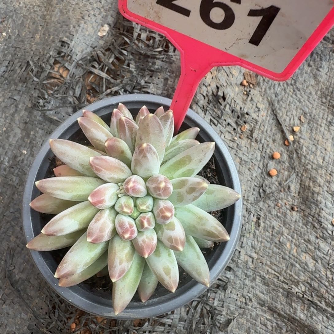 多肉植物漂亮双头261