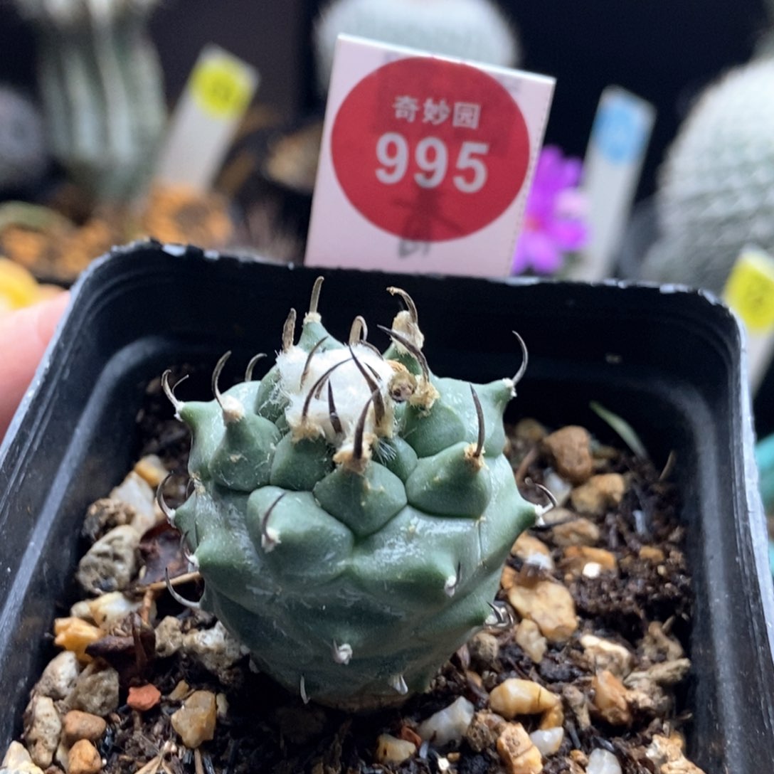 实生雪顶粗刺娇丽2.9cm