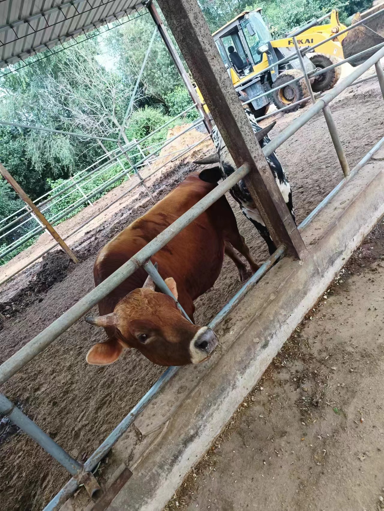 精修牛肉~邵楠农场