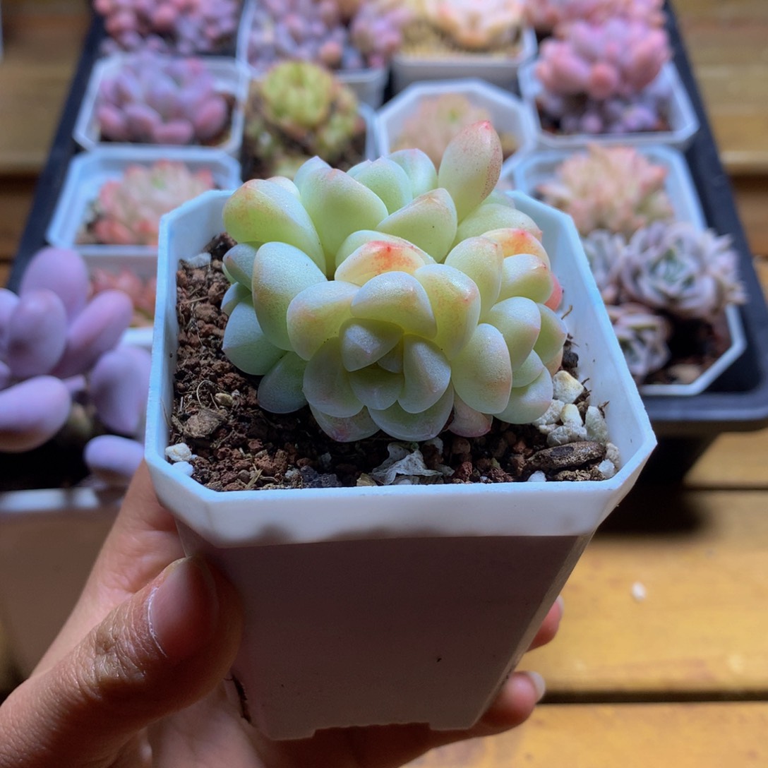 精品冰玉群一物一拍