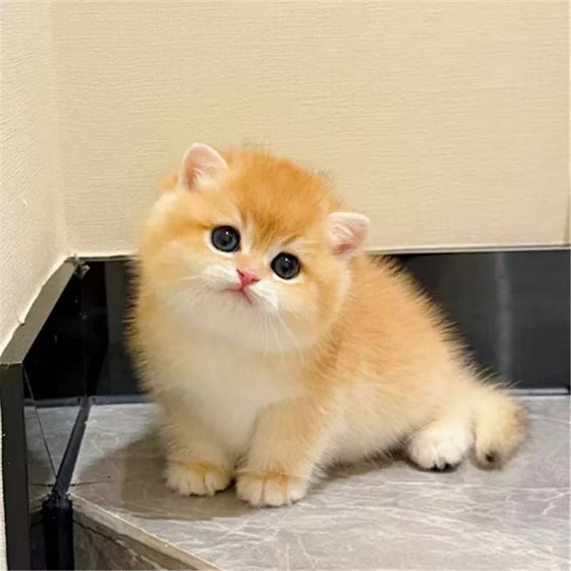 全品种猫  （包健康包售后）