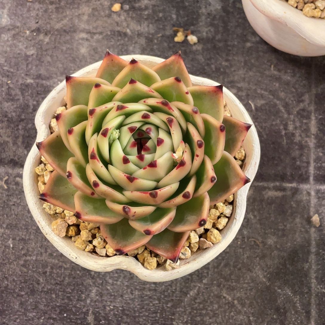 多肉植物一物一拍