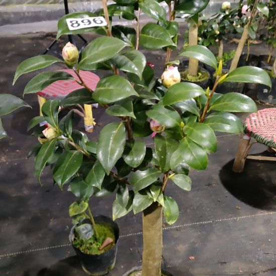 896五色芙蓉，白瑞奇，梅布尔，原盆原土发货